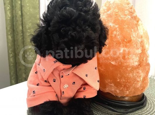Mükemmel Toypoodle Yavrular görsel