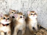 A Kalite Welcome My Swet Babies