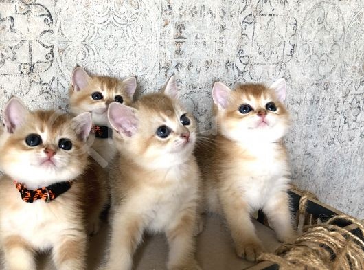 A Kalite Welcome My Swet Babies görsel
