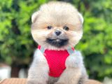 Teddy Bear Safkan Pomeranian Boo