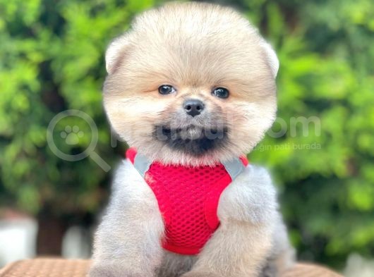 Teddy Bear Safkan Pomeranian Boo