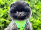 Teddy Bear Safkan Sevimli Pofuduk Tüylü Pomeranian Boo