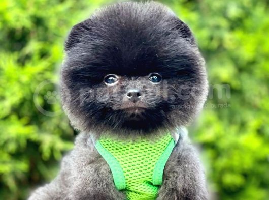 Teddy Bear Safkan Sevimli Pofuduk Tüylü Pomeranian Boo görsel