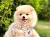 Safkan Pofuduk Tüylü Sevimli Pomeranian Boo