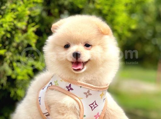 Safkan Pofuduk Tüylü Sevimli Pomeranian Boo