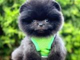 Teddy Bear Safkan Sevimli Pofuduk Tüylü Pomeranian Boo