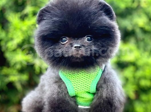 Teddy Bear Safkan Sevimli Pofuduk Tüylü Pomeranian Boo görsel