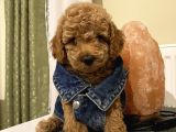 Mükemmel Toypoodle Yavrular