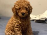 Safkan Red Toy Poodle Erkek Yavrumuz