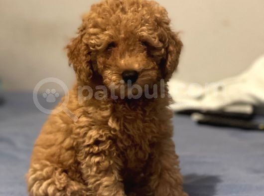 Safkan Red Toy Poodle Erkek Yavrumuz görsel