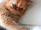 Show Face Safkan İran Persian Bebekler