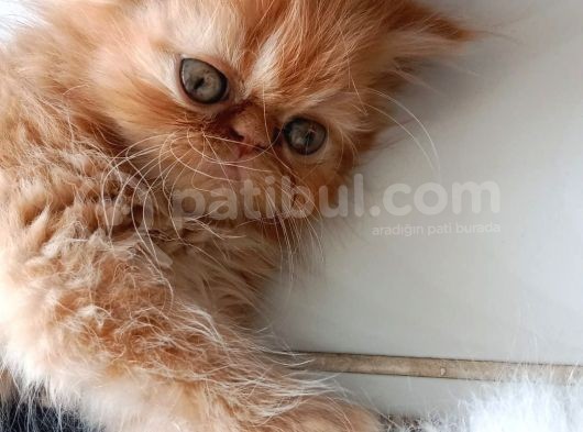 Show Face Safkan İran Persian Bebekler görsel