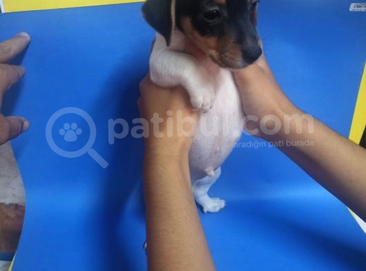 Ki̇sa Bacak 0 Numara Jack Rusel görsel