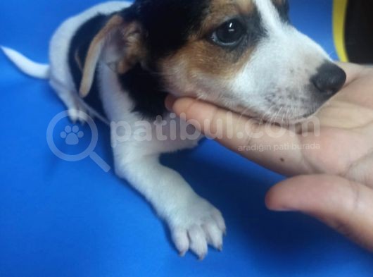 Ki̇sa Bacak 0 Numara Jack Rusel görsel