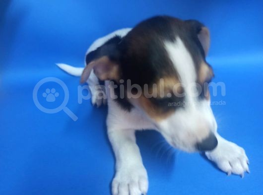 Ki̇sa Bacak 0 Numara Jack Rusel görsel