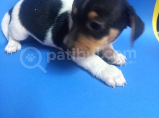 Ki̇sa Bacak 0 Numara Jack Rusel görsel