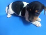 Ki̇sa Bacak 0 Numara Jack Rusel