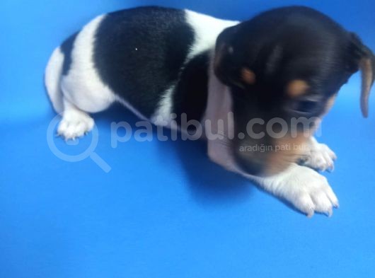 Ki̇sa Bacak 0 Numara Jack Rusel görsel