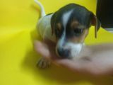 Ki̇sa Bacak 0 Numara Jack Rusel
