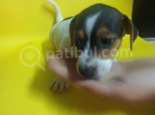 Ki̇sa Bacak 0 Numara Jack Rusel görsel