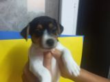 Ki̇sa Bacak 0 Numara Jack Rusel
