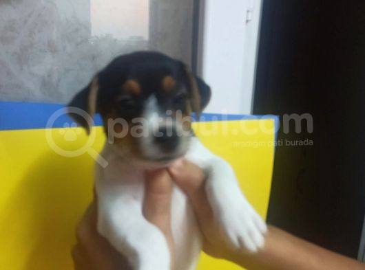 Ki̇sa Bacak 0 Numara Jack Rusel görsel