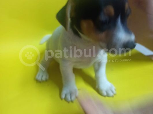 Ki̇sa Bacak 0 Numara Jack Rusel görsel