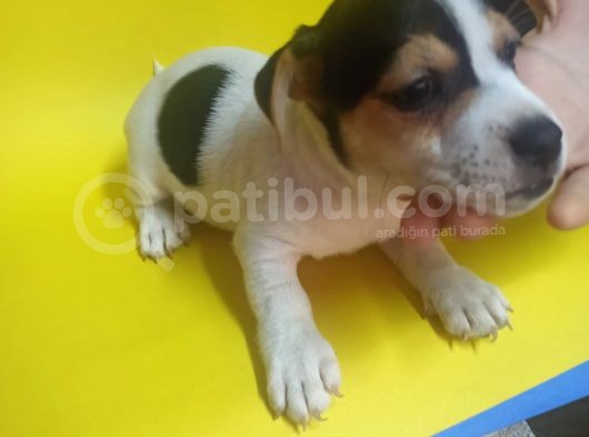 Ki̇sa Bacak 0 Numara Jack Rusel görsel