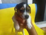 Ki̇sa Bacak 0 Numara Jack Rusel