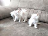Show Face Safkan İran Persian Bebekler