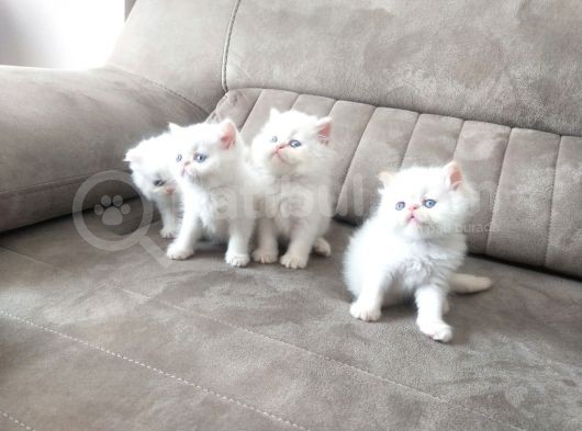 Show Face Safkan İran Persian Bebekler görsel