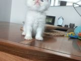 Show Face Safkan İran Persian Bebekler
