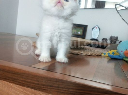 Show Face Safkan İran Persian Bebekler görsel