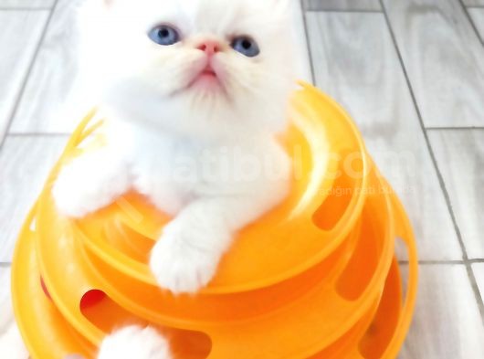 Show Face Safkan İran Persian Bebekler