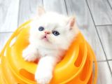 Show Face Safkan İran Persian Bebekler