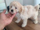 Malti̇po Ponponlar