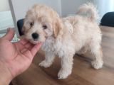 Malti̇po Ponponlar