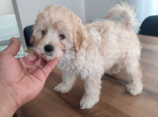 Malti̇po Ponponlar görsel