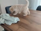 Malti̇po Ponponlar