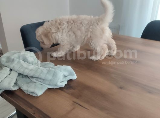 Malti̇po Ponponlar görsel