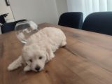 Malti̇po Ponponlar