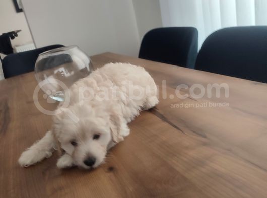 Malti̇po Ponponlar görsel