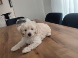 Malti̇po Ponponlar