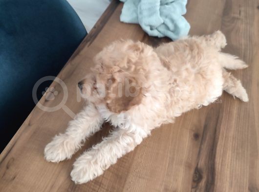 Malti̇po Ponponlar görsel