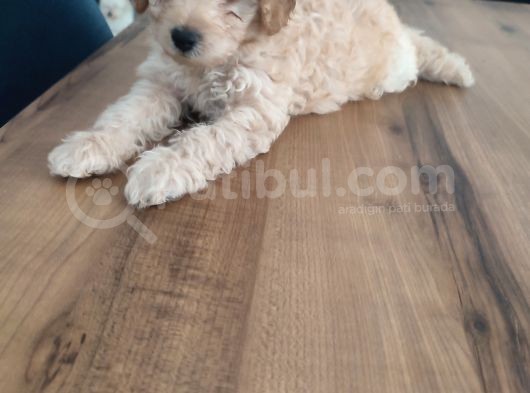 Malti̇po Ponponlar