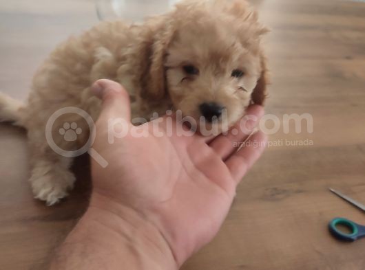 Malti̇po Ponponlar görsel