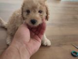 Malti̇po Ponponlar
