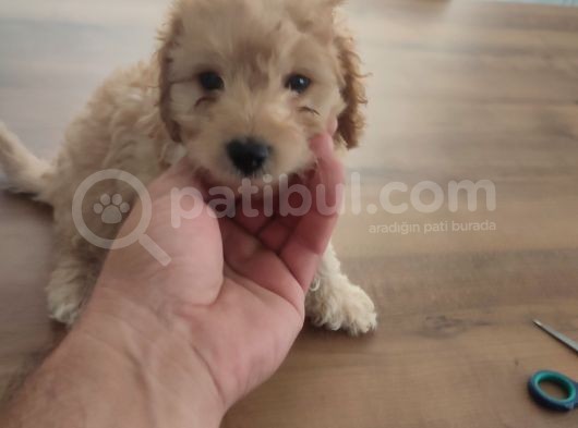 Malti̇po Ponponlar görsel