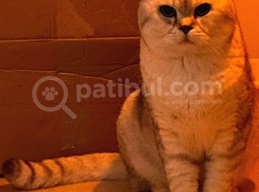 2 Yaşlarında Erkek Silver Point Tırmalamaz Koku Bırakmaz