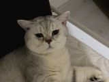 2 Yaşlarında Erkek Silver Point Tırmalamaz Koku Bırakmaz